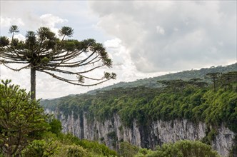 Beautiful Araucaria tree, typical tree of the mountain region of Rio Grande do Sul, Brazil, South