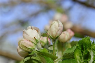 Apple blossoms (Malus), white still closed blossoms, Wilnsdorf, Nordrhein. Westphalia, Germany,