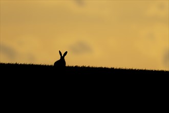 European brown hare (Lepus europaeus) adult animal in a farmland cereal crop at sunset, England,