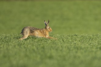 European brown hare (Lepus europaeus) adult animal running in a farmland cereal crop, England,
