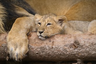 Asiatic lion (Panthera leo persica) cub lying, captive, habitat in India