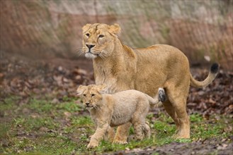 Asiatic lion (Panthera leo persica) lioness with her cub, captive, habitat in India