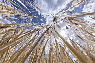 View from below from a frog's perspective into a barley field with blue sky in the background,