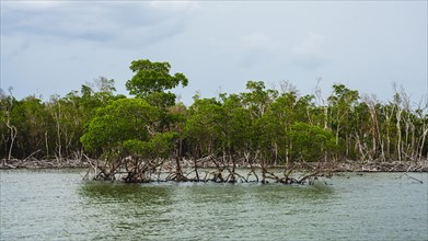 Mangroves at Chokoloskee Bay, Everglades, Florida, USA, North America