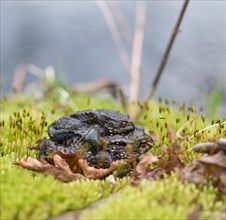 Two mating Common toads (Bufo Bufo), male, female animal, almost black pair in amplexus on moss
