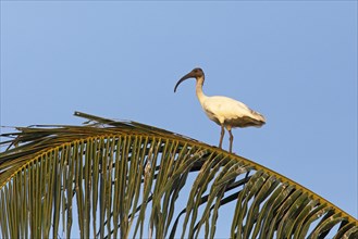 American white ibis (Eudocimus albus) on a Palm tree, Backwaters, Kumarakom, Kerala, India, Asia