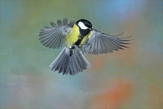Great tit (Parus major), male in flight, high-speed aerial photograph Wilnsdorf, North