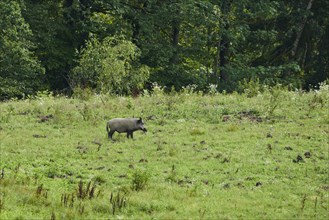 Wild boar (Sus scrofa) standing on a meadow at a forest, wildlife, Franconia, Bavaria, Germany,