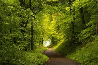 A forest path in a mixed forest with many deciduous trees, including many Beech trees, in early