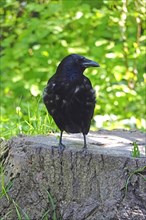 Carrion crow, spring, Germany, Europe