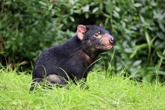 Tasmanian devil (Sarcophilus harrisii), adult, vigilant, captive, Tasmania, Australia, Oceania