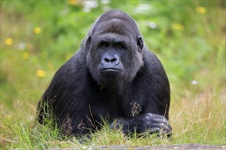 Western gorilla (Gorilla gorilla), adult, male, portrait, captive