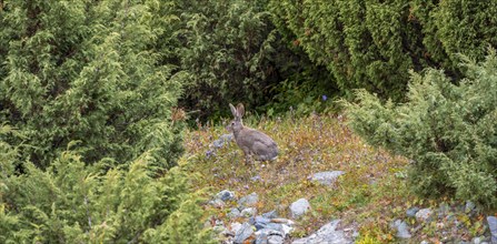 Hare, Terskey Ala Too, Tien-Shan Mountains, Kyrgyzstan, Asia