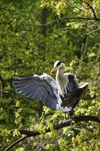 Grey heron drying its plumage, spring, Germany, Europe