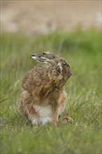 European brown hare (Lepus europaeus) adult animal washing its front foot in a grass field,