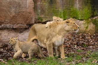 Asiatic lion (Panthera leo persica) lioness playing with her cubs, captive, habitat in India