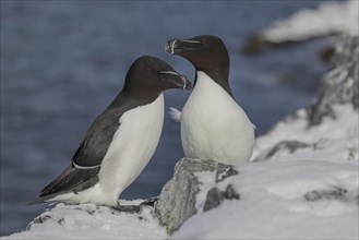 Razorbill (Alca torda), pair, in the snow, Hornoya, Hornoya, Varangerfjord, Finmark, Northern