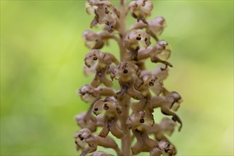 Bird's-nest orchid (Bird's-nest orchid nidus-avis), close-up of inflorescence, Hohenschwangau,