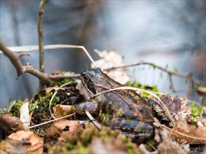 Common frog (Rana temporaria) sits well camouflaged between moss, branches and leaves, amphibian of