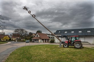 Demolition of an old maypole with a tractor, Altenthann, Middle Franconia, Bavaria, Germany, Europe