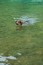 Dog playing in a crystal clear lake with a stick in its mouth