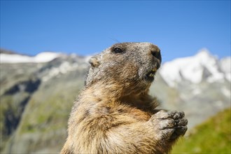 Alpine marmot (Marmota marmota) on a rock with mountains and blue sky in the background in summer,