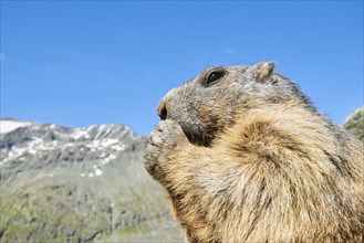 Portrait of an Alpine marmot (Marmota marmota) with blue sky in the background in summer,