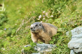 Alpine marmot (Marmota marmota) on a meadow in summer, Grossglockner, High Tauern National Park,