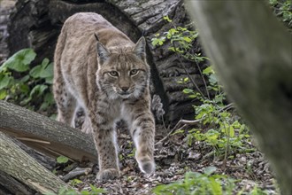 Eurasian lynx (Lynx lynx), captive), coordination enclosure Huetscheroda, Thuringia, Germany,