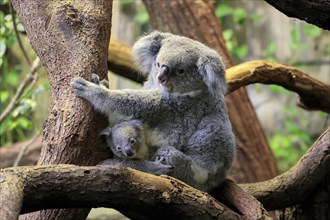 Koala (Phascolarctos cinereus), adult with young animal, on tree, alert, captive, Australia,