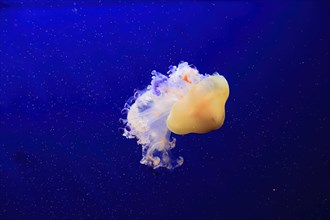Fried egg jellyfish (Cotylorhiza tuberculata), in water, captive, Mediterranean Sea