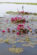 Nymphaea pubescens or hairy water lily or pink water lily, Backwaters, Kerala, India, Asia