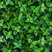 Seamless background of fresh mint leaves AI generated