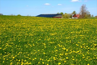 Meadow filled with flowering dandelion in front of a farm in Skurup community, Scania, Sweden,