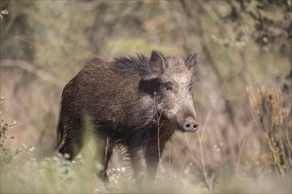 Wild boar (Sus scrofa) in the forest, Extremadura, Castilla La Mancha, Spain, Europe