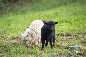 Three lambs are standing in a meadow, one black, one white-brown and one brown in the background.