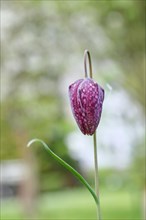 Snake's Head Fritillary (Fritillaria meleagris), still closed flower in a meadow, inflorescence,