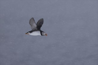 Puffin (Fratercula arctica), flying in the snow, snow, Hornoya, Hornoya, Varangerfjord, Finmark,