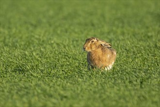 European brown hare (Lepus europaeus) adult animal feeding in a farmland cereal field, England,