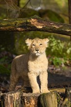 Asiatic lion (Panthera leo persica) cub standing in the forest, captive, habitat in India
