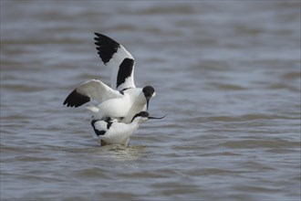 Pied avocet (Recurvirostra avosetta) two adult birds mating in a lagoon, England, United Kingdom,