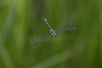Migrant hawker dragonfly (Aeshna mixta) adult in flight, England, United Kingdom, Europe