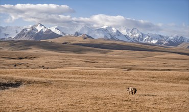 Glaciated and snow-covered mountains, yak in autumnal mountain landscape with yellow grass, Tian