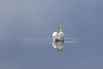 Mute swan (Cygnus olor), reflection, water, Geltinger Birch, Goldhoeft, Nieby, Schlei,