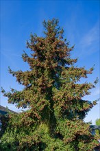 Flowering Caucasian spruce (Picea orientalis), Bavaria, Germany, Europe