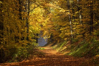 A forest path in a mixed forest with deciduous trees, including many Beech trees, in autumn.