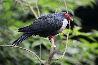 Papuan mountain pigeon (Gymnophaps albertisii), naked-eyed pigeon, Papua mountain pigeon, adult,