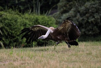 Griffon vulture (Gyps fulvus), adult, soaring, captive, Germany, Europe