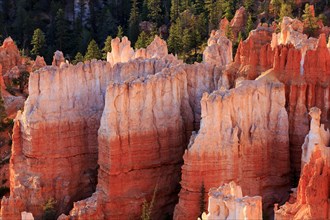 Rock faces glow in warm colours in the light of the low sun, Bryce Canyon National Park, North