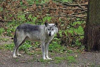 Algonquin wolf (Canis lupus lycaon), Captive